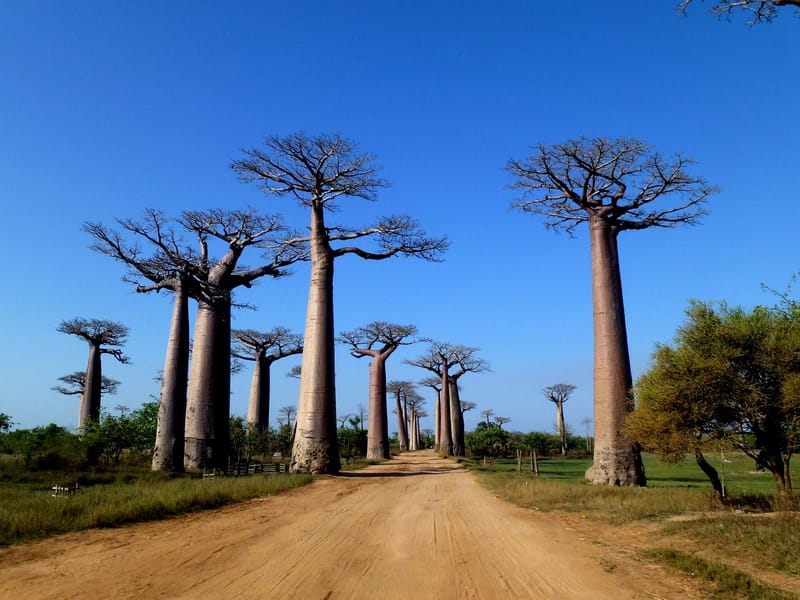The Avenue of the Baobabs near Morondava, Madagascar